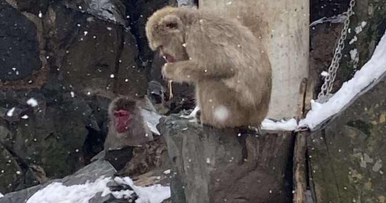 長野市の城山動物園