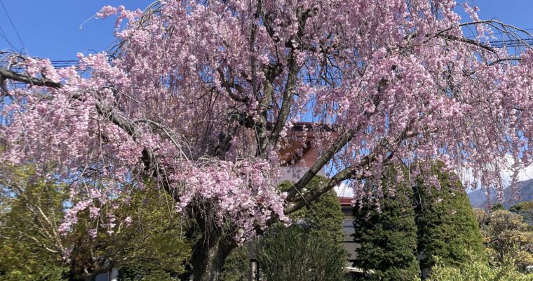 須坂市内、なにげない道に咲く桜